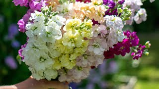 Harvesting Stocks Matthiola incana [upl. by Massimo]