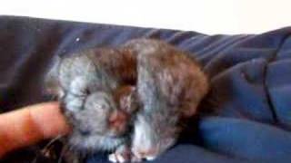 My newest baby chinchillas [upl. by Tamas]