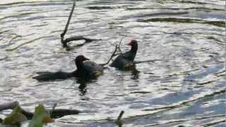 Fighting Common Moorhens Gallinula chloropus  Kämpfende Teichhühner bzw Teichrallen 1 [upl. by Avika]