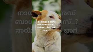 Dog in islam islam islamic islamicshorts [upl. by Nutsud]