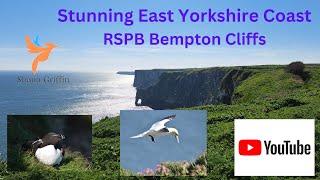 RSPB Bempton Cliffs  East Yorkshire Coast Apr 24 [upl. by Oderf542]