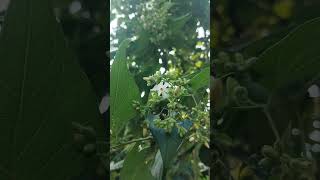 অগ্রহায়ণেও ফুটেছে শিউলি ফুলNyctanthes arbortristis flowers lateautumn nature love beautiful [upl. by Eneliak]