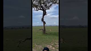 Lion and Baboon animals wildlife shortsfeed viralvideo [upl. by Euqirat]