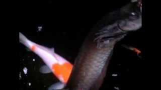 Arowana jumping out of pond for food SLOW MOTION [upl. by Low113]