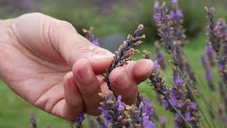 When to Spot the Best time to Harvest Lavender Hidcote Top Tips  Lavender World [upl. by Galvin]