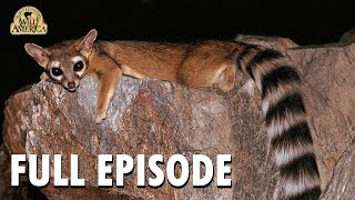 Wild America  S10 E8 Ringtailed Rascals  Wild America Animal Channel [upl. by Constantina325]