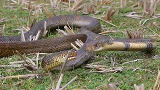 King Cobra eats Rat Snake [upl. by Leola655]