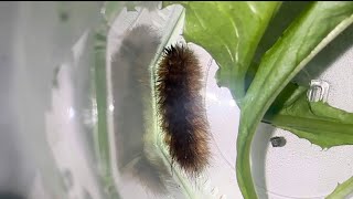 Rescued ruby tiger moth caterpillar 1 [upl. by Noslrac]