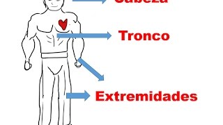 el cuerpo humano para niños cabeza tronco y extremidades [upl. by Angid981]