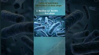 Types of bacteria on the basis of shape biology bio bacteria coccus bacillus exam shorts 1 [upl. by Suhploda]