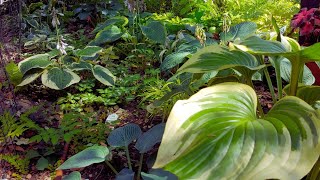 🍃 Hosta Garden Tour – A Lot of Amazing Hostas Varieties 🍀🌿 Shade Garden in zone 4 🍀 [upl. by Aztiley238]