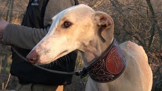 Chaparra La revelación leonesa en el Nacional de Galgos en Campos [upl. by Lea]