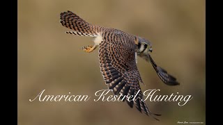 American Kestrel Hunting [upl. by Block]