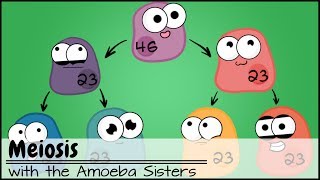 Meiosis Updated [upl. by Mairam432]