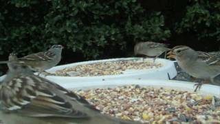 White Crowned Sparrow [upl. by Hsetirp]