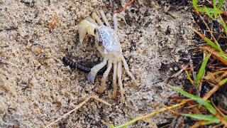 Juvenile Ghost Crab Ocypode with Millipede Diplopoda [upl. by Armilda]