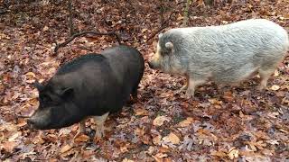 Pigs in woods while going fossil collecting [upl. by Tedi]