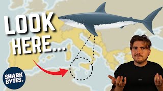 Where are all the Mediterranean White sharks [upl. by Philoo756]