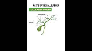 Parts of the Gallbladder Gallbladder Anatomy anatomy body bodyparts humanbody shorts viral [upl. by Naejamron555]