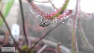 Carnivorous plants Drosera binata var multifida f extrema vs Fly [upl. by Minier745]