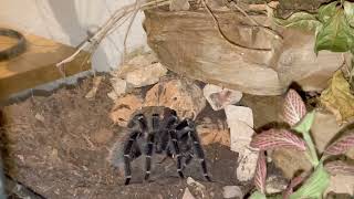 Lasiodora Parahybana  Doing Her Food Dance 🕷️lasiodoraparahybana tarantulafeeding tarantula [upl. by Libna]