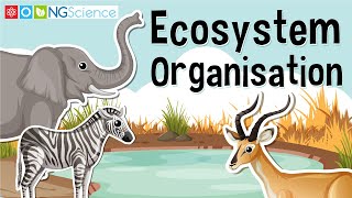 Ecosystem Organisation [upl. by Assenev]