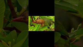 Super Rare Brown headed barbet brownheadedbarbet birds healing healingmusic healingjourney [upl. by Hirz]