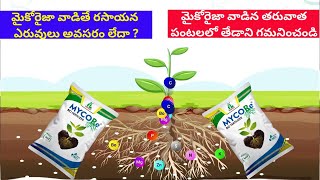 Mycorrhiza Benefits in agriculture  Mycorrhiza fungi [upl. by Caffrey]