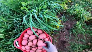 Potato pulling Red Norland and total Weight [upl. by Htiekal897]