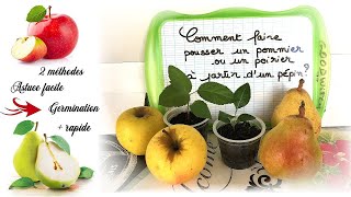 Comment faire pousser un pommier poirier avec des pépins  How to grow apple tree from a seed [upl. by Aicenav]