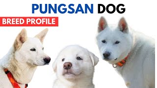 Pungsan Dog Breed Profile History  Price  Traits  Pungsan Dog Grooming Needs  Lifespan [upl. by Lars]