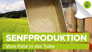 Senfproduktion – vom Feld in die Tube [upl. by Taub111]