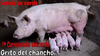 Sonido del Cerdo Chancho chillandoPIG sound effect [upl. by Amehr]