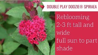 DOUBLE PLAY DOOZIE® Spiraea  wwwgardencrossingscom [upl. by Sisto]