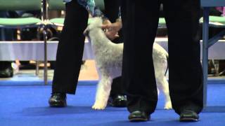 Eukanuba Veterans Competition Groups Herding Terrier and Working [upl. by Welsh569]