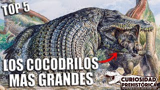 ¡LOS COCODRILOS MÁS GRANDES DE LA PREHISTORIA [upl. by Sunday]