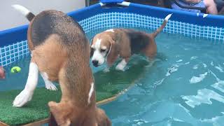 Beagle Puppy vs BALL PIT  POOL and RABBIT Costume Party [upl. by Schoenfelder524]