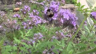 Bzzzzzbees LOVE phacelia [upl. by Akienahs]