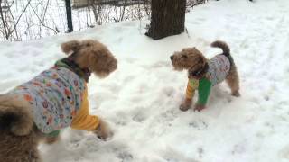 Airedale Terrier Lenny amp Welsh Terrier Martin 21 [upl. by Ytirahc]