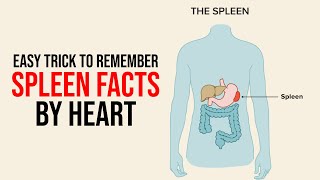 Easy Trick to Remember Spleen Facts  Medical  ETEA  NEET Learning With Khan [upl. by Aeki526]