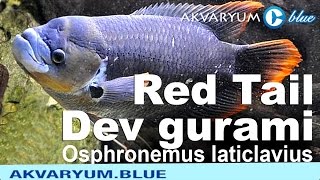 Osphronemus laticlavius  Giant Red Tail Gourami  Kırmızı kuyruklu dev gurami [upl. by Samohtnhoj]