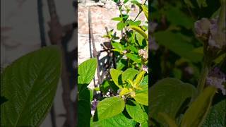 Lippia alba especie y familia verbenáceas nativa del sur de Texas América del Sur Caribe México [upl. by Carolyn]