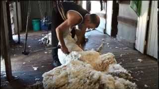 sheep shearing in Australia [upl. by Ordisy375]