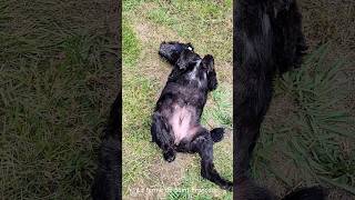 Faire Bouger Un chien Paresseux Qui Tourne lExercice à Son Avantage farmdog dog doglover pets [upl. by Hgielyk337]