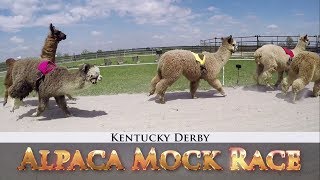 Alpacas Predict the 2018 Kentucky Derby Winner I NBC Sports [upl. by Opportina]