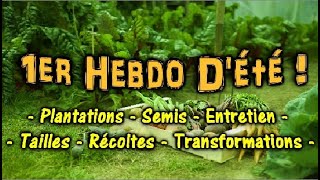 HEBDO JUILLET AU JARDIN POTAGER EN PERMACULTURE  Mon été 2020 [upl. by Boote]