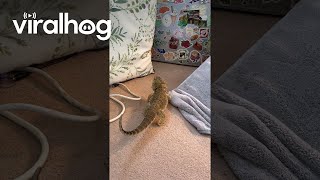 Bearded Dragon Tries to Climb Up Pillow  ViralHog [upl. by Aiynot469]