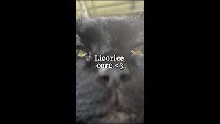 Licorice Core [upl. by Barvick]