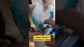 Fungal infection treatment in sheep animalmedicine vet veterinarian sheep trending shorts [upl. by Helaina]