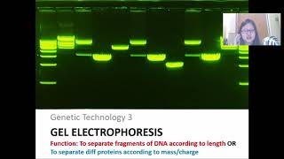 Chap 19 Part 3a Gel Electrophoresis and DNA Profiling  Cambridge ALevel 9700 Biology [upl. by Anirahc]